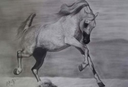 Cavalo Árabe<br>grafite