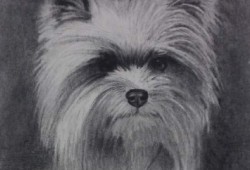 Cães Yorkshire<br>grafite