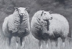 Carneiros Texel<br>grafite