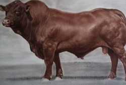 Touro Senepol<br>grafite